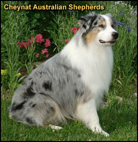 Cheynat Australian Shepherds