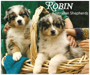 Robin Australian Shepherds