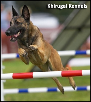 Khirugai Kennels