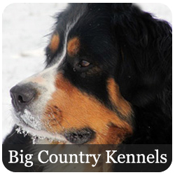 Big Country Kennels - Bernese Mountain Dogs