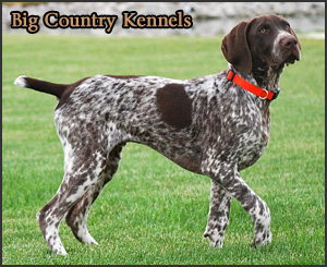 canadasguidetodogs.comBig Country Kennels - Featured