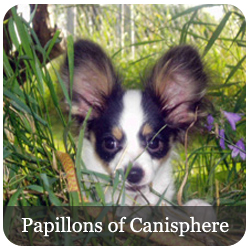 Papillons of Canisphere