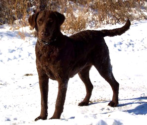 Chesapeake Bay Retriever