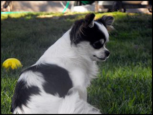 Sierrakruize Reg'd Kennel