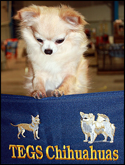 TEGS Chihuahuas