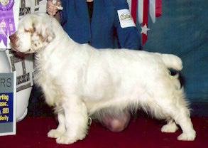 Clumber Spaniel