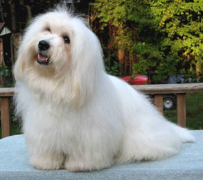 Coton de Tulear