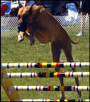 Dog Sports and Activities - Great Dane and Agility