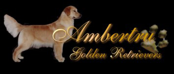 Golden Retriever Breeders - Ambertru Golden Retrievers Perm Reg'd