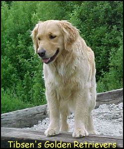 Tibsen's Golden Retrievers