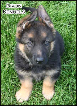 German Shepherd Dog Breeders - German Shepherd Puppies - German 