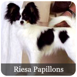 Riesa Papillons