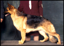 Riesa German Shepherds