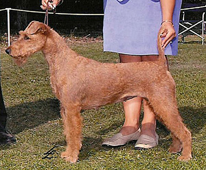 Irish Terrier