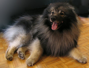 Keeshond