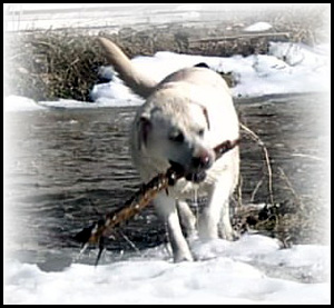Shady Lane Labradors