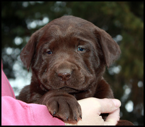 Sterling Silver Labradors