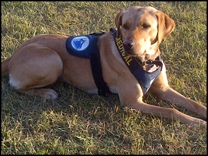 Trailrunners Labradors