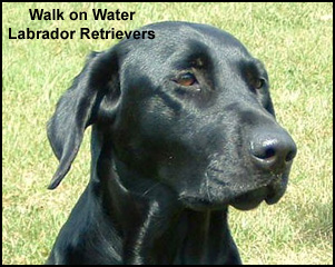 Walk on Water Labradors