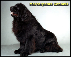 Marcarpents Kennels