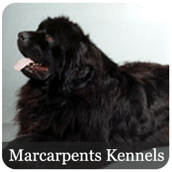 Marcarpents Kennels