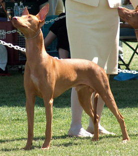 Pharaoh Hound - Canada's Guide to Dogs