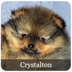 Crystalton Pomeranians