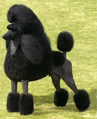 Crystalton/Averina Standard Poodles