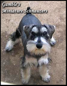 Gamble's Miniature Schnauzers