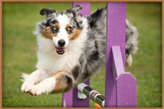 Ontario Trainers - Maplewood Dog Retreat - Agility Training