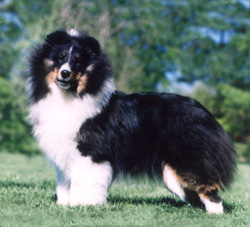Skyehaven Shetland Sheepdogs