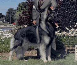 Bold Canine