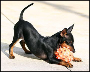 Toy Manchester Terrier