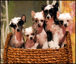 Chinese Crested Hairless Breeders Alberta