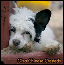 Giza Chinese Cresteds Reg'd