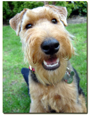 Welsh Terrier