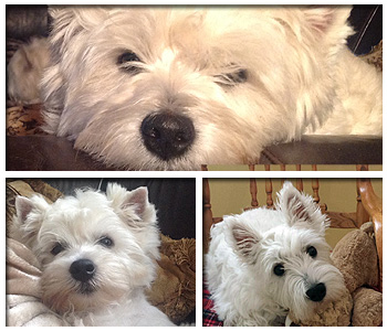 Westie Breeders - West Highland White Terrier Puppies - Moorlan Westies Reg'd