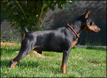 Miniature Pinscher Breeders - Di'Limbazi Miniature Pinschers