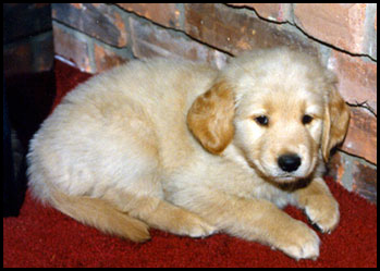 Whiskey - 8 weeks old - Golden Retriever Puppy