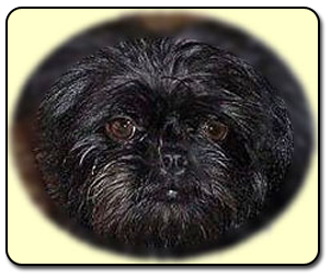 Affenpinscher