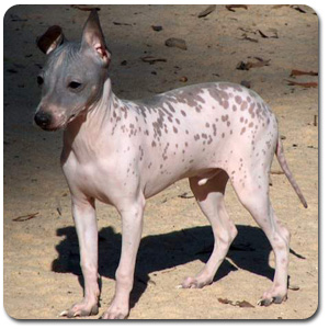 Hairless jack russell store terrier