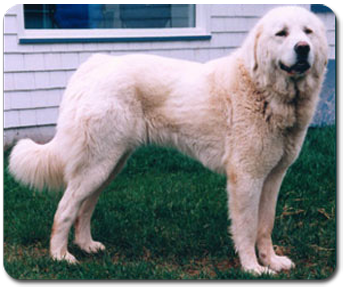 Akbash best sale dog breed