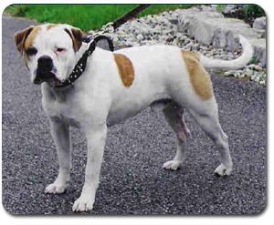 Alapaha Blue Blood Bulldog