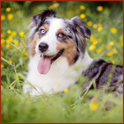 Australian Shepherd