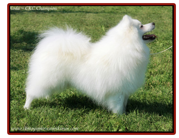 American eskimo for store adoption