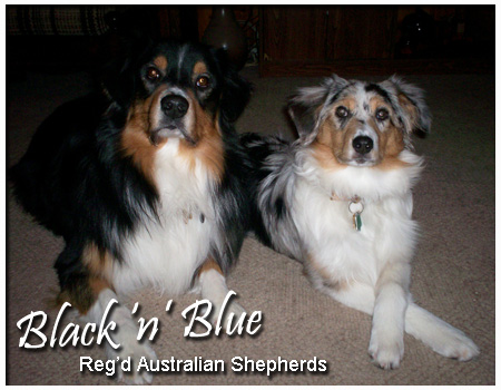 Australian Shepherd Puppies - Black 'n Blue Australian Shepherds