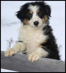 Australian Shepherd Puppies - Cheynat Australian Shepherds