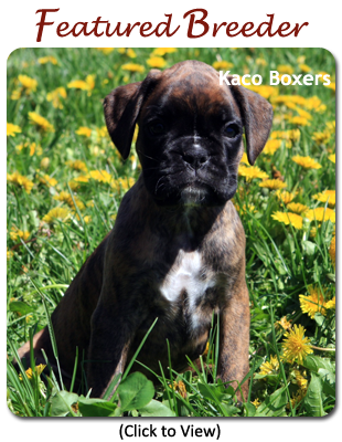 Boxer Breeders