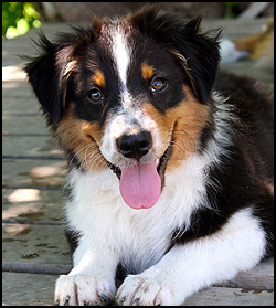 Australian Shepherd Puppies - QT Aussies