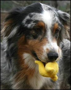 australian shepherd breeders robin shepherds canadasguidetodogs